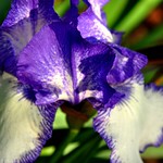 blue&white iris