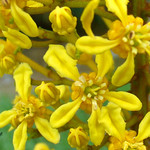 Lophantera lactescens (chuva-de-ouro-da-amaz&ocirc;nia)