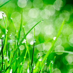 Water drops on grass