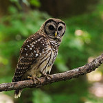 Young Owl