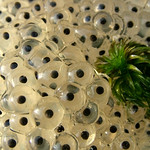 The First Frogspawn