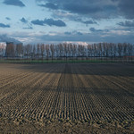 Hertogin Hedwigepolder