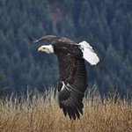Bald eagle!