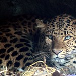 North Chinese Leopard