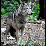 EUROPEAN GREY WOLF