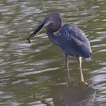 Great-billed Heron (Ardea sumatrana) @ SBWR_20100418_0025