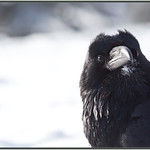 CommonRaven_6D_0609