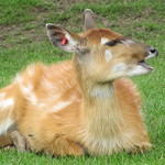 Sitatunga