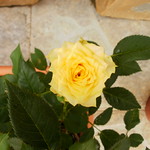 not the yellow rose of texas