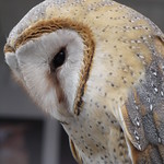 Barn Owl