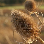 TEASEL