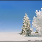 Winter Blues at Frog Gap