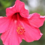 Hibiscus_Red