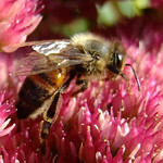 The Vyne 26 September 2009 0081