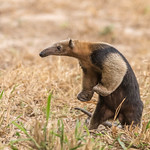 Southern Tamandua (a special shot)