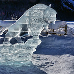 Bison on rock - seen at 2017 Ice Magic festival