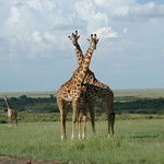 Masai Giraffes