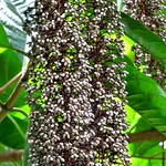 Lanterneira (Lophanthera lactescens)