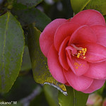 Camelia Japonica