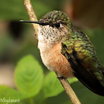 RUFOUS HUMMINGBIRD
