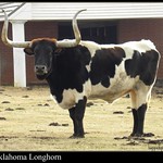 Oklahoma Longhorn