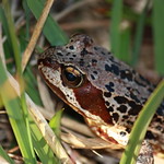 frog
