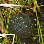 Frogspawn