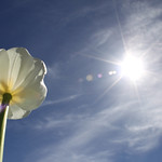 Exaggerated Perspective