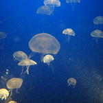 Jellyfish at Aquarium, San Sebastian