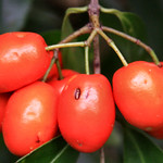 Elaeodendron australe var. australe - Red Olive Plum, Red-Fruited Olive Plum