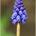 Grape Hyacinth. {Explored}