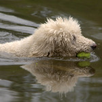 Rain or shine , let's swim