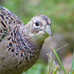 Pheasant (Phasianus colchicus), Female at Potteric Carr