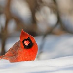 Where did you hide the bird seeds?