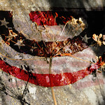 Happy Independence Day