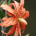 Double tiger lily - Lillium lancifolium