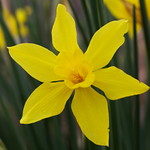 daffodil #6_9409