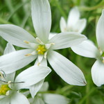 White Wildflower