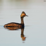 Eared Grebe