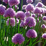 Chives