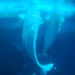 Belugas.
