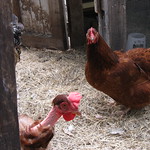 chickens