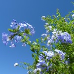 Plumbago auriculata (Plumbago capensis)