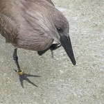Hammerkop