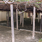 Arbor Supporting the World's Largest Rosebush in Tombstone, Arizona