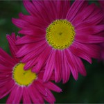 Gerbera Daisies 16