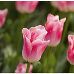 Roses are the new Tulips