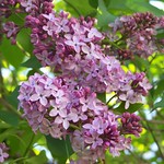 Lilacs