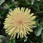 Foreign Dandelion (Japan)