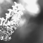 " After today ... After today ... Consider me gone "